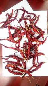 พริกแดง byadgi ต้นกำเนิดจากอินเดีย - Product Image 4