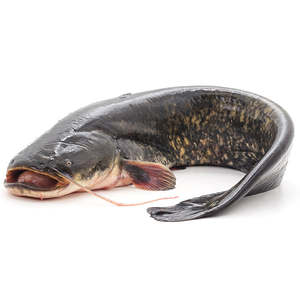 Bon matériau poisson-chat entier frais congelé à vendre 1kg poisson-chat Afrique emballage en vrac de style huit étagères Type d'origine - Product Image 6