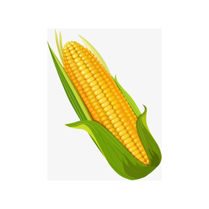 Ngô vàng cho thức ăn bỏng ngô ngô không biến đổi gen tốt nhất bỏng ngô hạt popping ngô nguyên ngô - Product Image 2