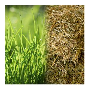 Premium Pasture Hay para alimentación animal y ropa de cama - Product Image 3