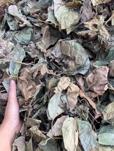 Daun Betel Kering Alami 100% 500g Piper Betle Linn dengan Aroma Tanaman Alami untuk Kesehatan dari Vietnam