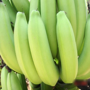 กล้วย Cavendish สดพรีเมี่ยมสีเขียวดี - Product Image 6