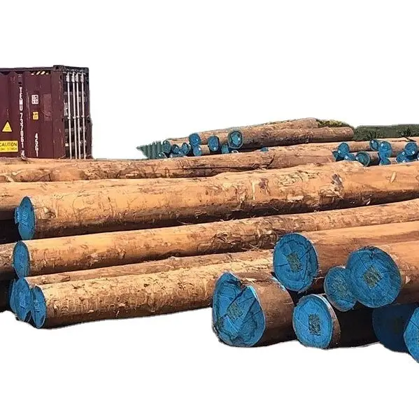 Troncos redondos de madera de teca, troncos de madera de eucalipto Natural de África Occidental