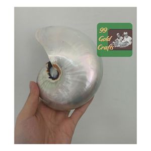 Vietnam Nautilus coquillage coquillages décoratifs de qualité supérieure pour Aquarium décor à la maison Art artisanat en vrac vente en gros exportateur approvisionnement - Product Image 1