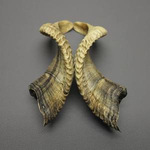 Paire de cornes de mouton authentiques, cornes brutes naturelles pour la décoration et l'artisanat, haute qualité - Product Image 2