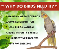 Mélange de graines pour oiseaux bio premium et naturel pour perroquets, agapornis, calopsites - Santé digestive, soutien immunitaire, santé des articulations, santé de la peau