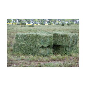 Foin d'alfalfa de qualité supérieure fourni en gros en balles de grande taille pour les acheteurs en gros au prix d'usine - Product Image 1