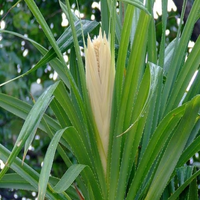 100% Huile essentielle de fleur de kewra pure Produit de qualité supérieure