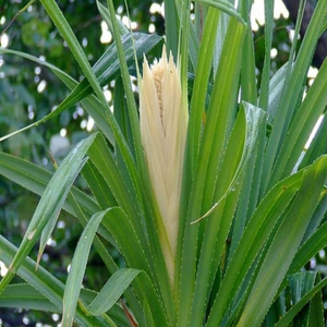 100% Huile essentielle de fleur de kewra pure Produit de qualité supérieure - Product Image 3