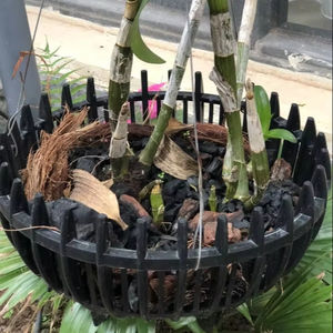 Pot de fleurs en plastique noir pour orchidée 250x165 avec logo personnalisé, usage domestique et extérieur, GL-A25, fourniture du Vietnam - Product Image 1