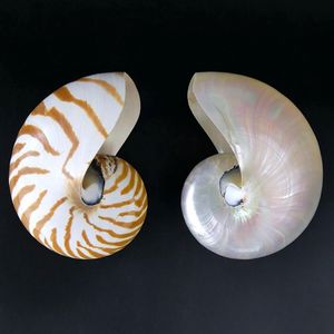 Adorno decorativo de concha de mar con cámara Natural Material artesanal de océano único Suministro para el hogar Vietnam - Product Image 5