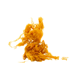 COMPLETELY NATURAL, UNPROCESSED IRISH SEA <b>MOSS</b> - FROM VIETNAM AT THE LOWEST COST - Product Image 4