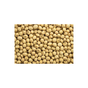 Organic GMO and Non GMO <b>Soybean</b> Dried Style for Sale in Bulk Packaging - Product Image 5