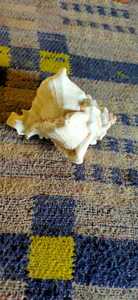 เปลือกหอยทะเลแกะสลักสีชมพูธรรมชาติขนาดใหญ่สำหรับตกแต่งบ้านและร้านจำหน่ายเปลือกหอย - Product Image 3