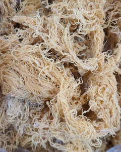 Poudre d'algues marines de haute qualité, approvisionnement en vrac, qualité d'exportation en gros - Product Image 3