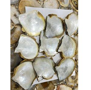 Concha de Abulón Ecológica, Madreperla para Manualidades - Product Image 2