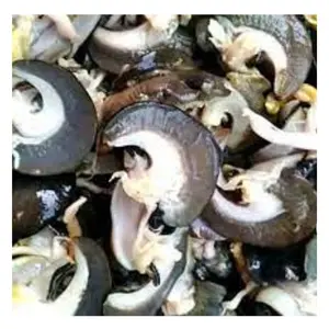 Daging siput beku segar kualitas tinggi daging siput tanah Afrika kering untuk dijual