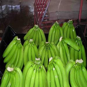 Fresh Cavendish <b>Banana</b> Exporter Competitive Price Green <b>Banana</b> Suppliers Belgium Holland Buy <b>Banana</b> - Product Image 5