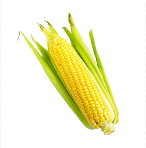 Semilla de maíz dulce cruda de alta calidad, envío rápido disponible para maíz amarillo a granel en bolsas de embalaje de 50 kg - Product Image 2