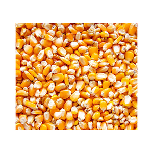 Maïs jaune/maïs pour les humains et l'alimentation animale/maïs jaune pour l'alimentation des volailles à vendre - Product Image 3