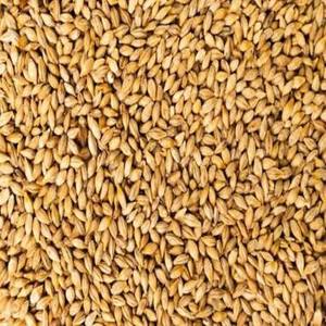 Blé de qualité supérieure pour le printemps et l'hiver, à vendre à bon prix - Product Image 1