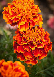200 pezzi semi di calendula rossa gialla olandese semi Hobby giardino terriccio in vaso - Product Image 3