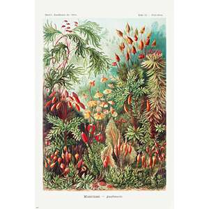 Ernst Haeckel's Art Forms of Nature <b>Poster</b> Set of 3 Paper Wall Decor - Product Image 4