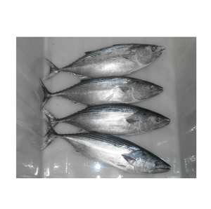 Stock en vrac de meilleure qualité à bas prix de poisson de mer congelé thon bonite rond entier lisée pour exportation dans le monde entier de Germa - Product Image 2