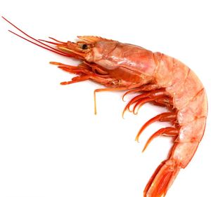 Camarones Rojos Argentinos de Primera Calidad, Congelados, Crudos, Enteros, para Exportación, Compradores al por Mayor e Industria Alimentaria - Product Image 3