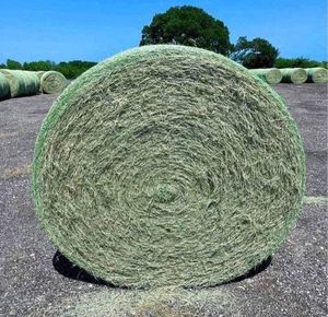 High Protein Timothy Hay Dried Alfalfa <b>Grass</b> for Horse Cattle Pig <b>Feed</b> Additive Bulk Animal Nutrition - Product Image 4