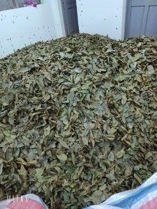 Hoja de guanábana de Vietnam que ofrece un aroma natural, adecuada para la preparación de bebidas y la adquisición a granel para compradores globales - Product Image 5