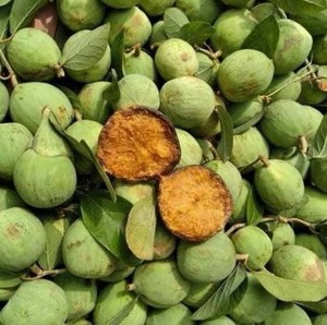 Fruta Seca de Ficus Pumila |   Higuera de Trepadero |   Higuera Enredadera |   Fruta Herbal al por Mayor de Vietnam - Product Image 4