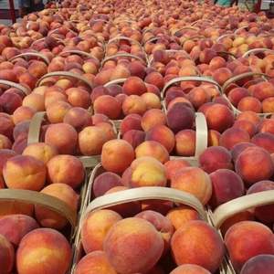 Nectarinas Rojas Frescas de Alta Calidad - Calidad de Exportación Clase I - Fruta con Pulpa Amarilla Dulce - Nectarinas con Alto Contenido de Brix 11% - Venta al por Mayor - Product Image 2