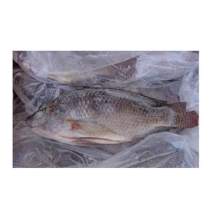 Exportadores Cultivo Compradores Negro Entero Poisson Congelado Precio por Kg Pescado Fresco Tilapia - Product Image 6