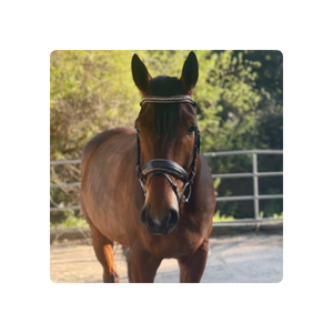 Brida de filete anatómica de cuero marrón Carmel personalizada de alta calidad para caballos brida plegable a la venta - Product Image 1