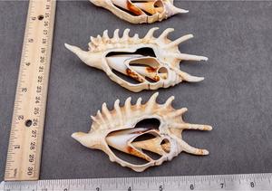 Tranches de coquilles en spirale sur le thème de la plage pour l'artisanat, la décoration de bricolage et l'approvisionnement en coquilles côtières en vrac - Product Image 6