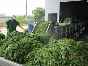 ผงน้ำซีลีเรอรีพรีเมียม ผงซีลีเรอรี สารสกัดซีลีเรอรีจากบลูโลตัสในเวียดนาม - Product Image 5