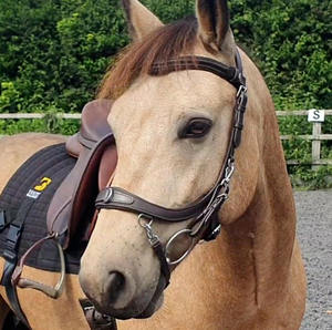 Brida de caballo de snaffle de doma anatómica de lujo Diseño indio colorido de cuero genuino para montar - Product Image 5