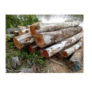 Offre Spéciale bûches d'eucalyptus de haute qualité à un prix très compétitif - Product Image 6