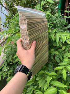 Pajitas de Hierba Natural, Alternativa Ecológica a las Pajitas de Plástico, Pajitas Biodegradables para Cafeterías, Bares y Restaurantes - Product Image 4