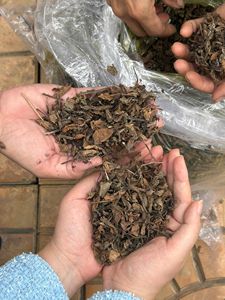 Gelée noire pour thé au lait, pudding de feuilles de gelée d'herbe séchée noire naturelle, LA SUONG SAO séchée, THACH DEN du Vietnam pour manger - Product Image 2