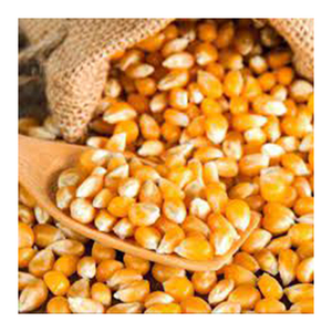 Maïs jaune non OGM de haute qualité en gros, matière première de qualité supérieure du Brésil à prix avantageux, durée de conservation de 12 mois - Product Image 6