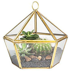 Decorative Box Plant <b>Terrarium</b> Display - Product Image 5