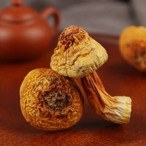 Fournir Agaricus Blazei pour le meilleur prix Akina - Product Image 2