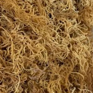 ราคาที่ดีที่สุด100เปอร์เซ็นต์มอสทะเลทองคำบริสุทธิ์และทะเลสีม่วงจากเวียดนาม - Product Image 5