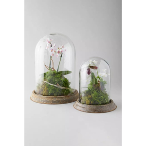 Terrarium en verre, bonsaï décoratif, mini jardin, décoration de table, décoration de la maison, cadeau tendance pour un anniversaire, vase en cristal - Product Image 5
