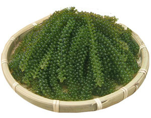 PERLAS VEGETALES DE UVA DE MAR/DERIVADOS DE PLANTAS/COMIDA LIMPIA/OCÉANO CULTIVADO - Product Image 1