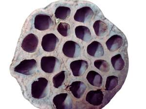 Vainas de loto secas para decoración de acuario Fish Hiding Place Home Decor - Product Image 3