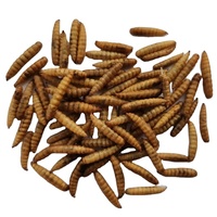 Larves de Mouches Soldat Noires Séchées, Farine de Poisson, Saveur Naturelle, Sans Additifs, Aliments Complémentaires pour Chevaux, Porcs, Bovins, Poissons, Chiens, 57%