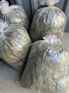 Vente en gros de feuilles de corossol naturel à base de plantes, feuilles de corossol vert naturel séché de qualité supérieure pour le thé - Product Image 2